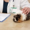 Veterinár: čo a ako?